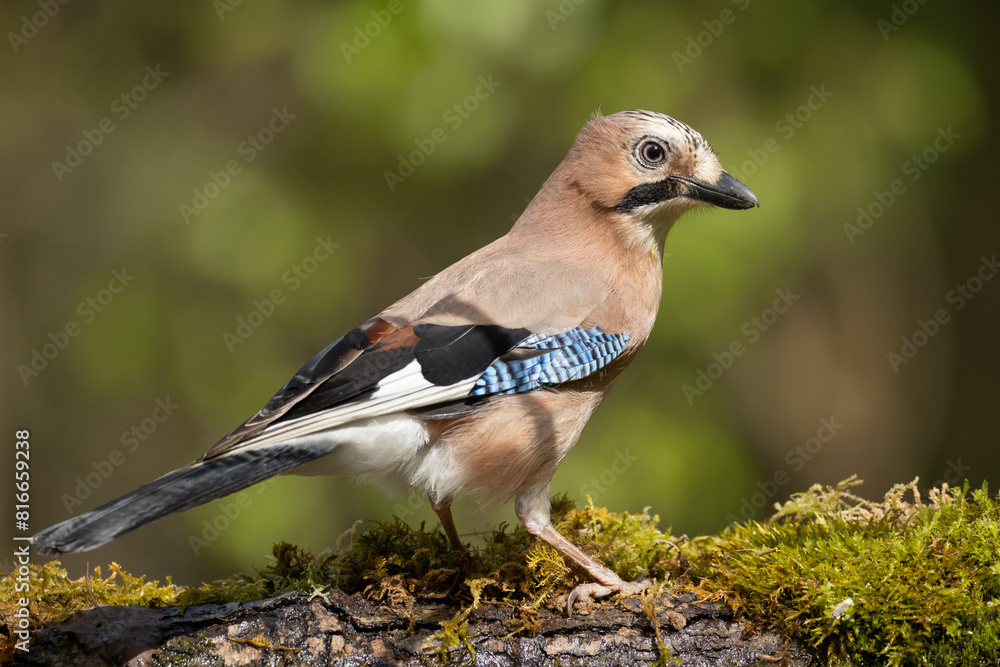 Bird Eurasian Jay Garrulus glandarius sitting on the forest pound Poland, Europe Bird Eurasian Jay Garrulus glandarius sitting on the forest pound Poland, Europe
