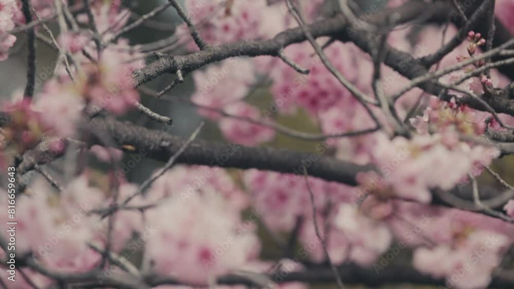 Lovely Pink Sakura Flowers In Bloom During Spring In Tokyo, Japan. closeup, rack focus Lovely Pink Sakura Flowers In Bloom During Spring In Tokyo, Japan. closeup, rack focus