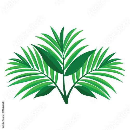  Green palm leaves foliage  flat vector illustration.