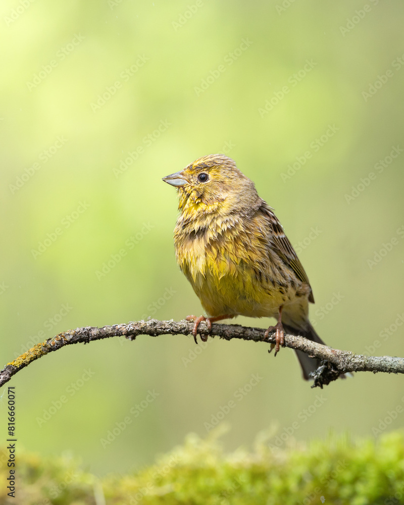 bird yellowhammer Emberiza citrinella on forest pond waterhole amazing warm light sunset sundown bird yellowhammer Emberiza citrinella on forest pond waterhole amazing warm light sunset sundown