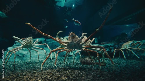 Closeup Of Japanese Spider Crabs At Osaka Aquarium Kaiyukan In Minato, Osaka, Japan. handheld shot