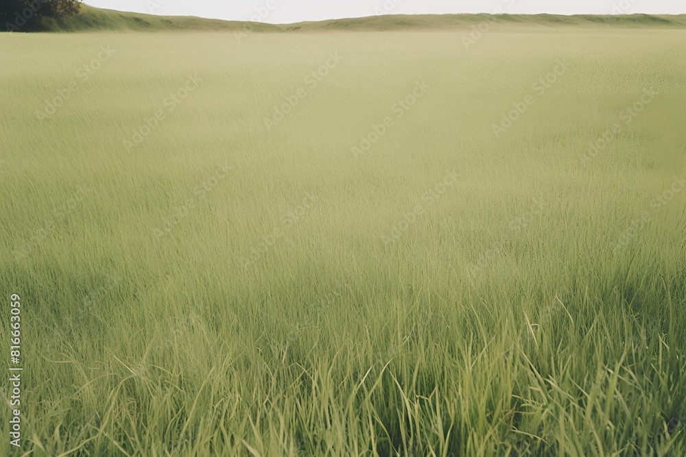 Obraz premium wheat field in the morning