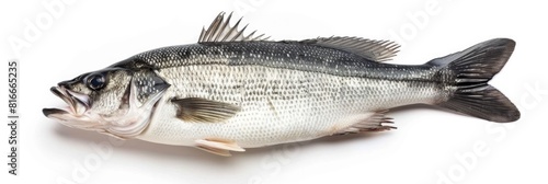 Isolated Fish. Sea Bass with Fresh Seafood Top View on White Background