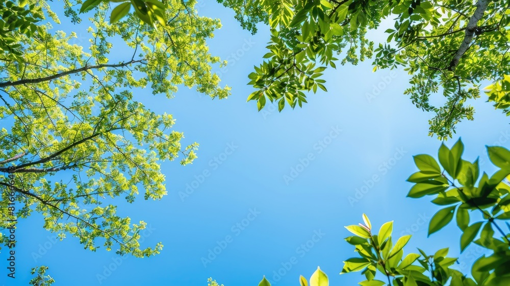Fototapeta premium Clear blue sky and tree leaves edges
