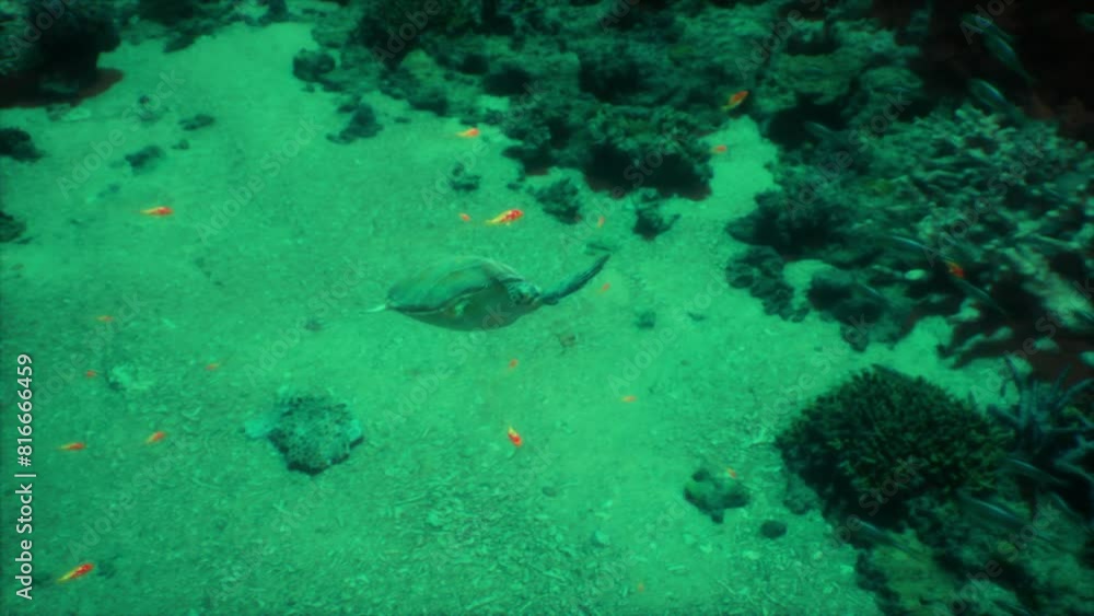 Multiple fish of varying sizes swimming together in a vibrant green sea environment. Multiple fish of varying sizes swimming together in a vibrant green sea environment.
