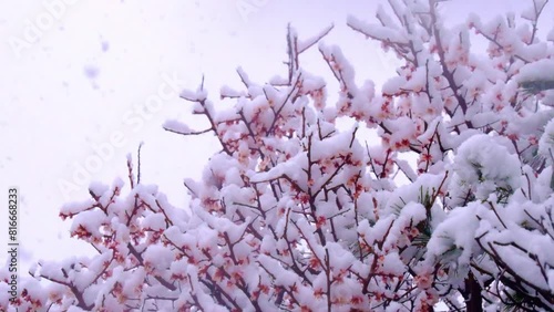 梅に積もる雪・しんしんと雪が降る・春日部のこの年一番の大雪 photo