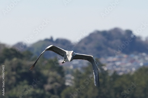 grey heron in flight