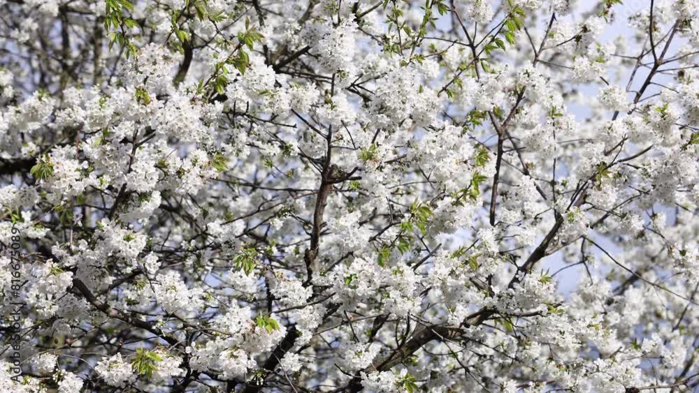 Cherry blossom in wind. Blooming cherry tree in spring. Natural background of white fruit flowers Cherry blossom in wind. Blooming cherry tree in spring. Natural background of white fruit flowers
