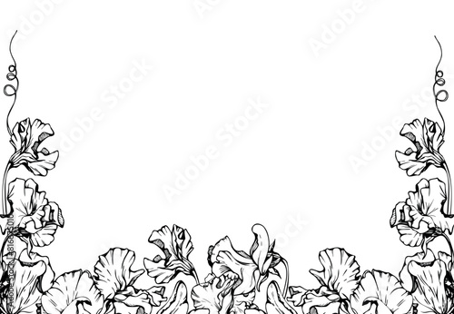 Hand drawn vector graphic ink illustration botanical flowers leaves. Sweet everlasting pea, vetch bindweed legume tendrils. Border frame isolated white background. Design wedding, cards, floral shop