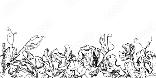 Hand drawn vector graphic ink illustration botanical flowers leaves. Sweet everlasting pea, vetch bindweed legume. Seamless banner isolated on white background. Design wedding, love cards, floral shop