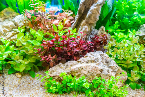 Underwater landscape nature forest style aquarium tank with a variety of aquatic plants, stones and herb decorations.