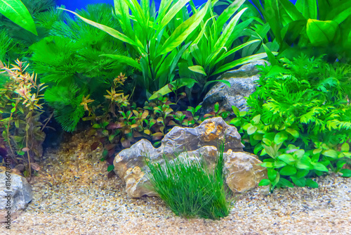 Underwater landscape nature forest style aquarium tank with a variety of aquatic plants, stones and herb decorations.