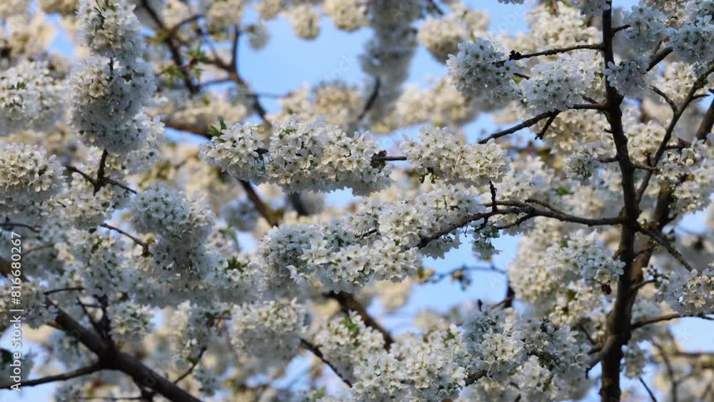 Blooming cherry tree branches in wind. White cherry blossom in springtime Blooming cherry tree branches in wind. White cherry blossom in springtime