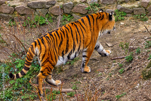 adult tiger walking away in a zoo enclosure