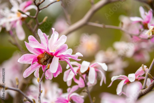 Blooming magnolia in spring. Beautiful buds of pink flowers close-up with blurred space for text. © Vera