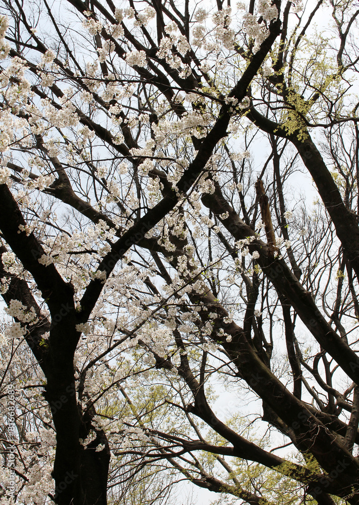 Cherry trees with cherry blossoms and trees with fresh green leaves background Cherry trees with cherry blossoms and trees with fresh green leaves background
