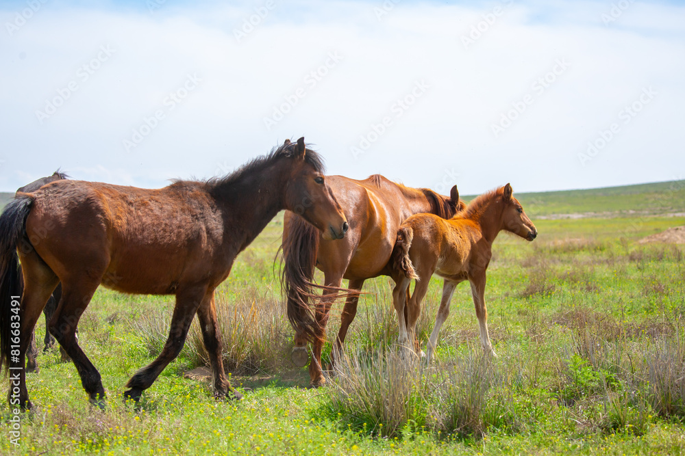 A herd of horses graze in the meadow in summer, eat grass, walk and frolic. Pregnant horses and foals, livestock breeding concept. A herd of horses graze in the meadow in summer, eat grass, walk and frolic. Pregnant horses and foals, livestock breeding concept.