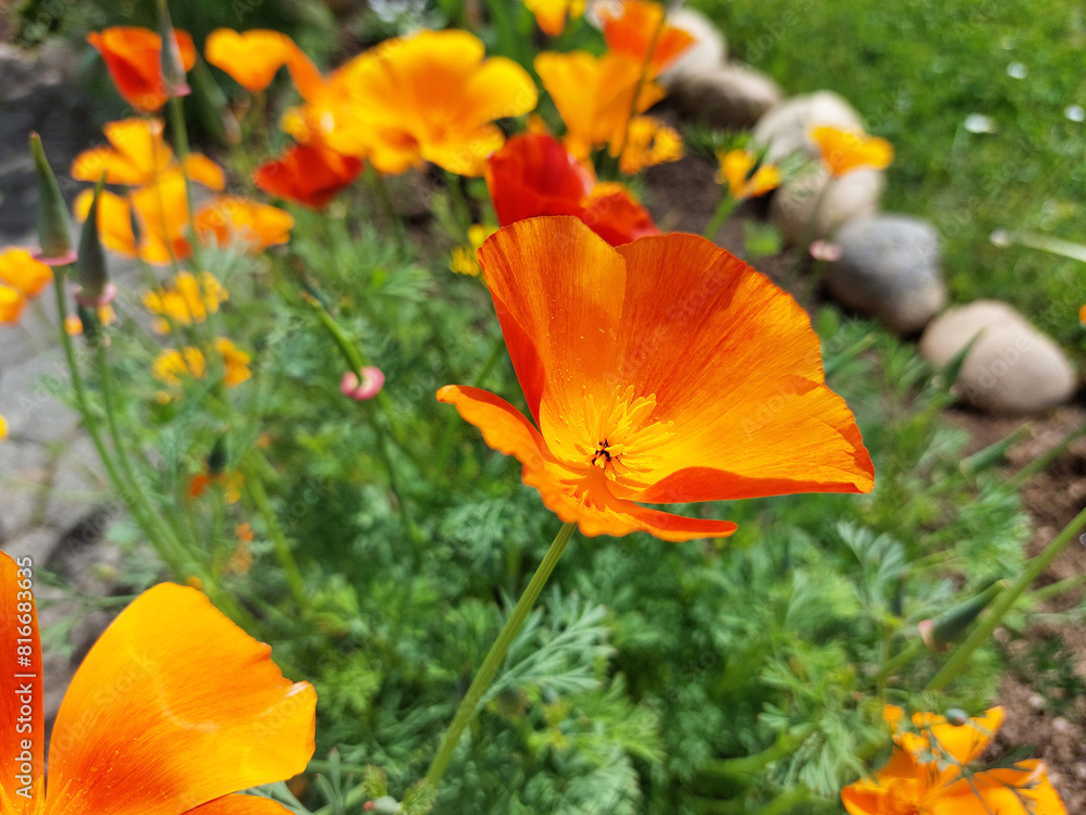 Fototapeta premium dark orange petals of Eschscholzia flowers. California poppy in bloom in garden