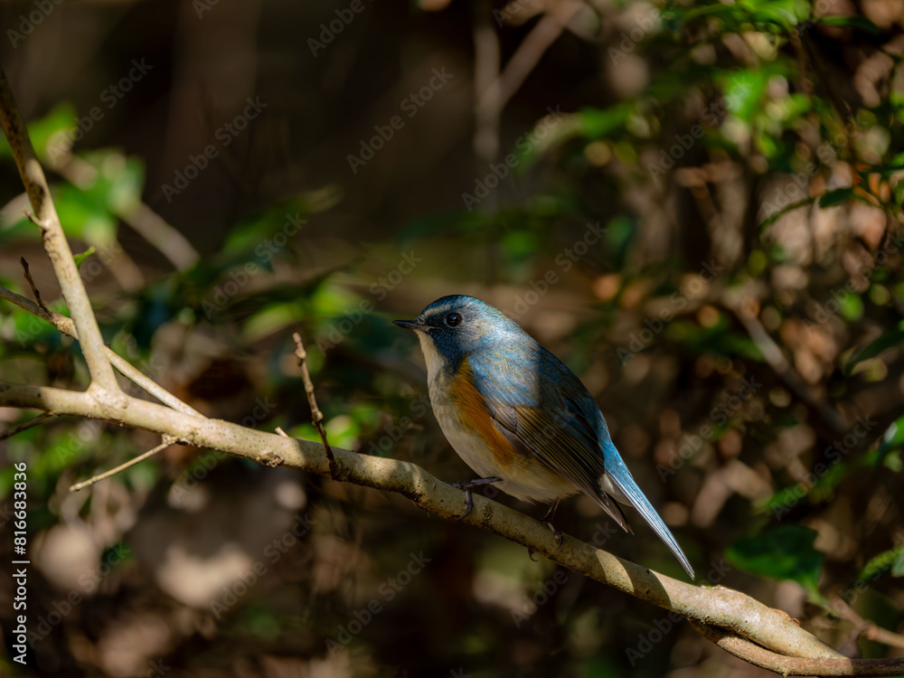 Fototapeta premium 森の中の木陰で枝に留まっているルリビタキの雄