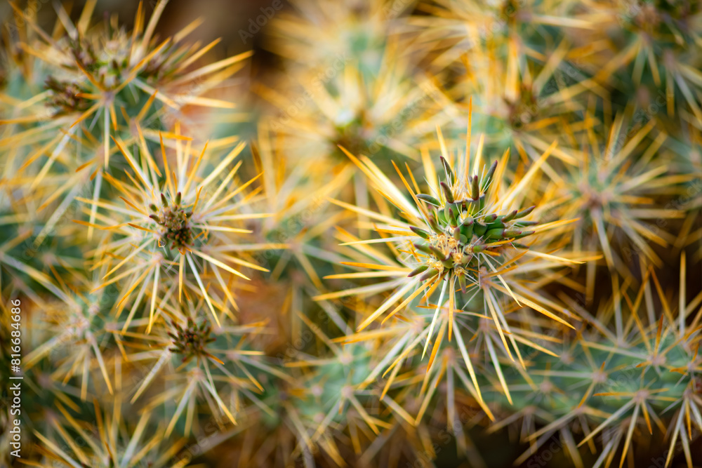 Silver or golden cholla (Cylindropuntia echinocarpa) is a species of cactus with long spines. Colorful macro close up from above in the Valley of Fire State park (Nevada, USA). Blurred background. Silver or golden cholla (Cylindropuntia echinocarpa) is a species of cactus with long spines. Colorful macro close up from above in the Valley of Fire State park (Nevada, USA). Blurred background.