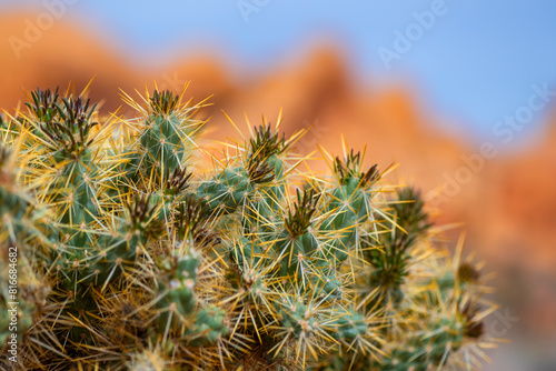 Silver or golden cholla (Cylindropuntia echinocarpa) is a species of cactus with long spines. Colorful macro close up in the Valley of Fire State park (Nevada, USA). Blurred red rocks in background. photo