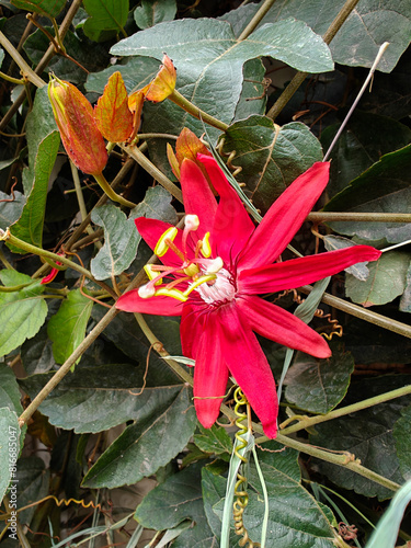 Close-up shot of Red Passion Flower or Red Granadilla blooming in the garden. Kathmandu