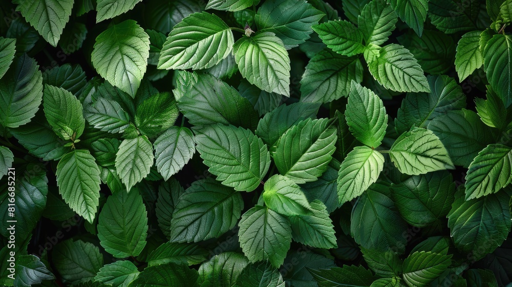Green Leaves in a Summer Garden a Natural Background of Fresh Foliage for an Ecological Theme Green Leaves in a Summer Garden a Natural Background of Fresh Foliage for an Ecological Theme