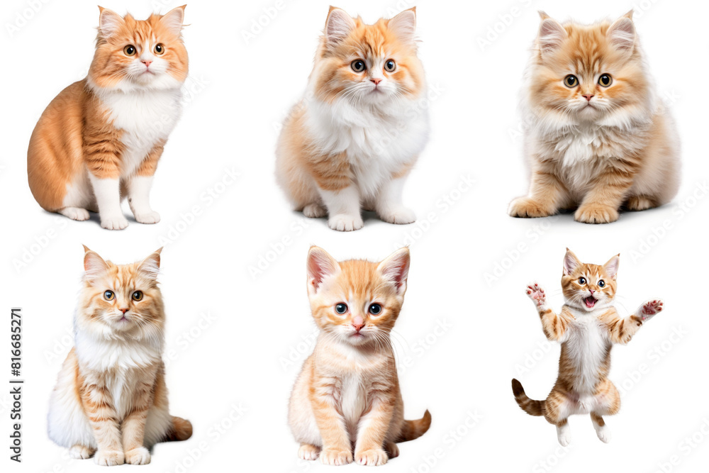 A set of six different pictures showing kittens in various poses, PNG with transparent background, AI A set of six different pictures showing kittens in various poses, PNG with transparent background, AI