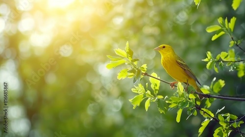 Yellow canaria canary bird perched in captivity with avian features on blurred background photo