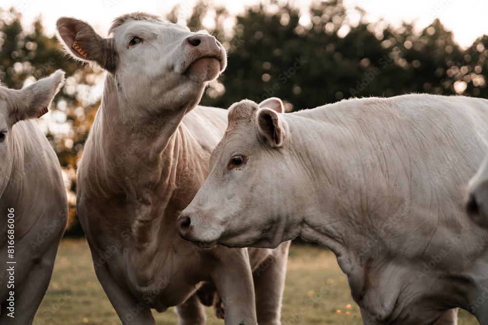Charolais Cattle, cows in a field, farm animals and livestock Charolais Cattle, cows in a field, farm animals and livestock