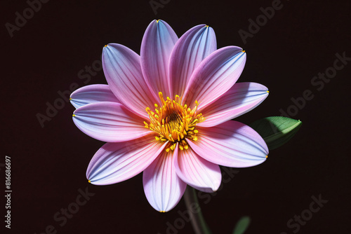 Pink lotus flower and a pink and white dahlia bloom in beautiful isolation