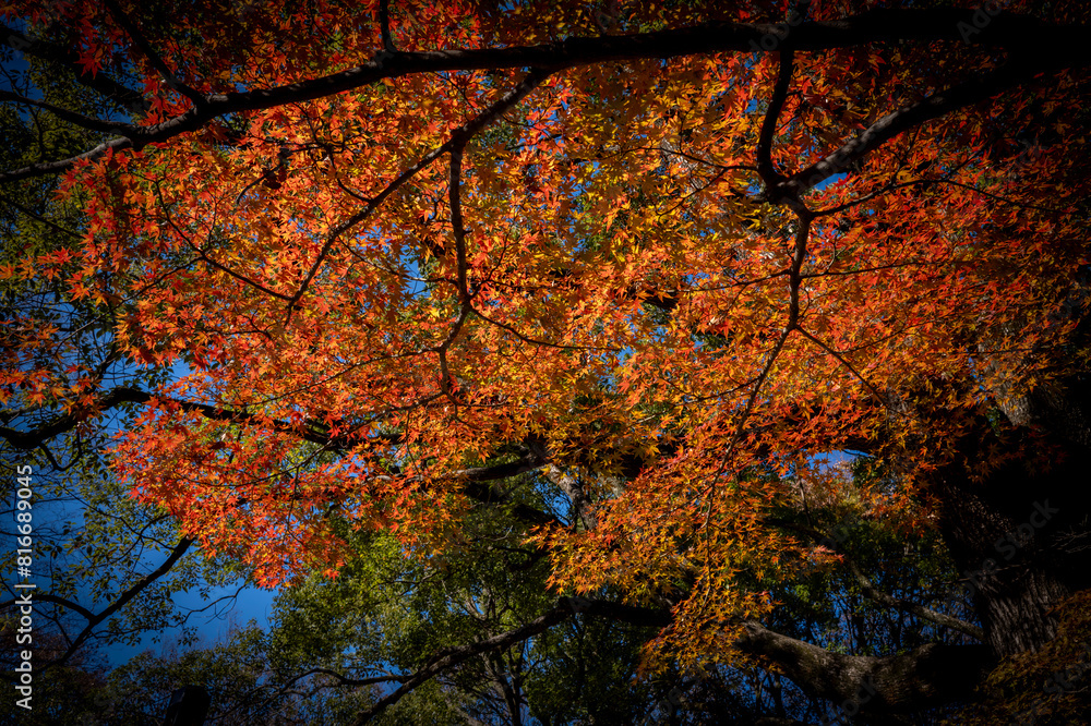 Scenic view of orange Japanese Maple tree leaves Scenic view of orange Japanese Maple tree leaves