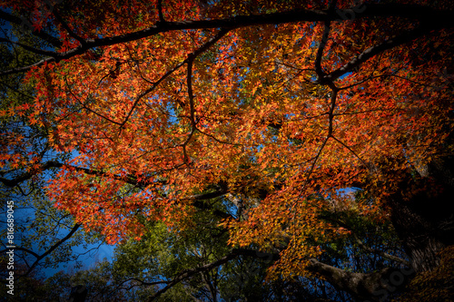 Scenic view of orange Japanese Maple tree leaves
