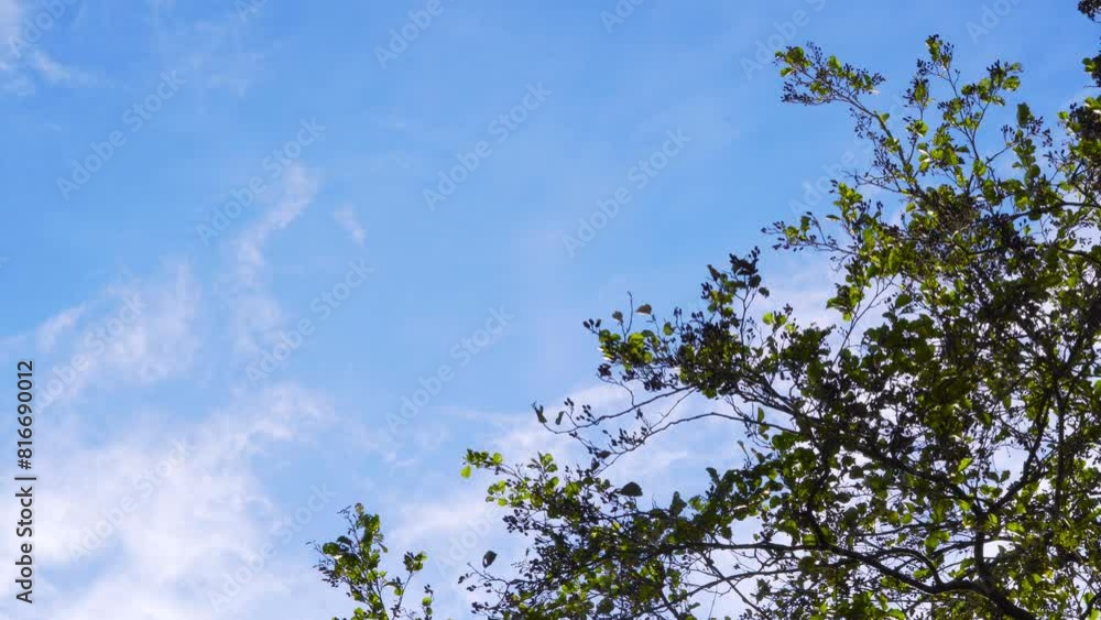 Blue Sky with Green leaves in shot 4k Blue Sky with Green leaves in shot 4k