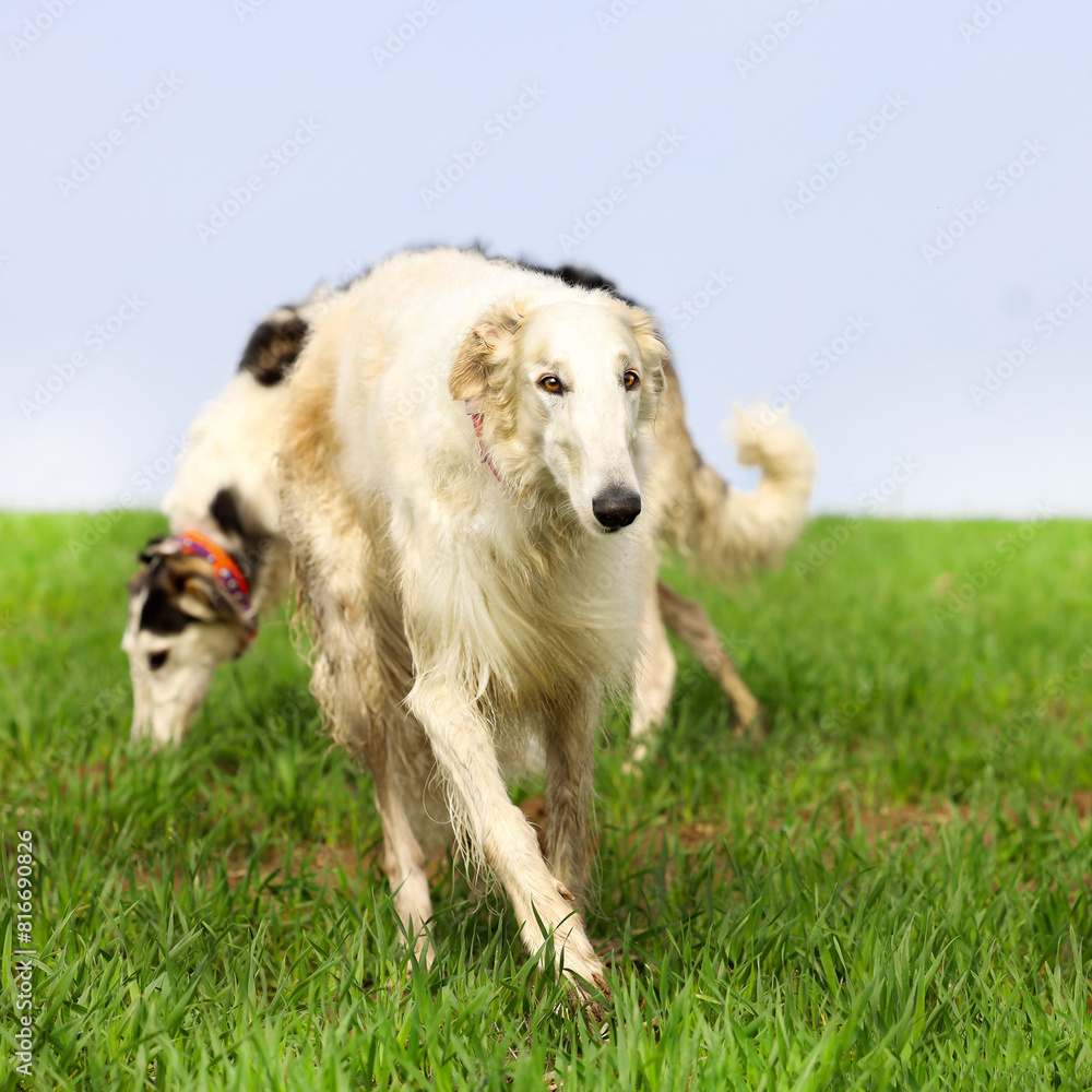Two Russian greyhounds running across a field during a walk. Active recreation concept with dogs. Two Russian greyhounds running across a field during a walk. Active recreation concept with dogs.