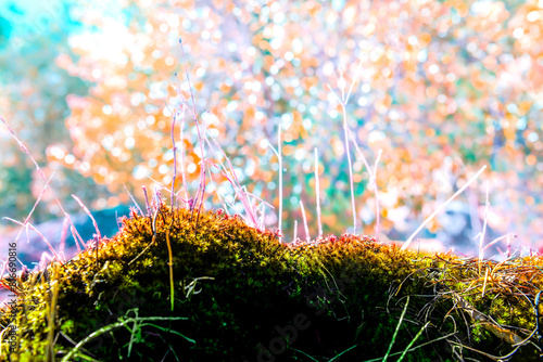 Brown moss on the rock that grows naturally in cold weather forest at northern region