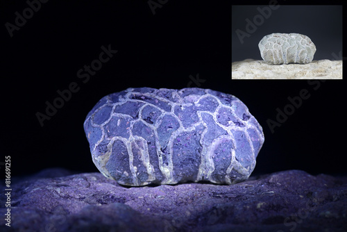 Silurian coral fossil from Saarenmaa in Estonia photographed in ultraviolet light (365 nm).  Smaller image showing same sample in normal daylight. photo