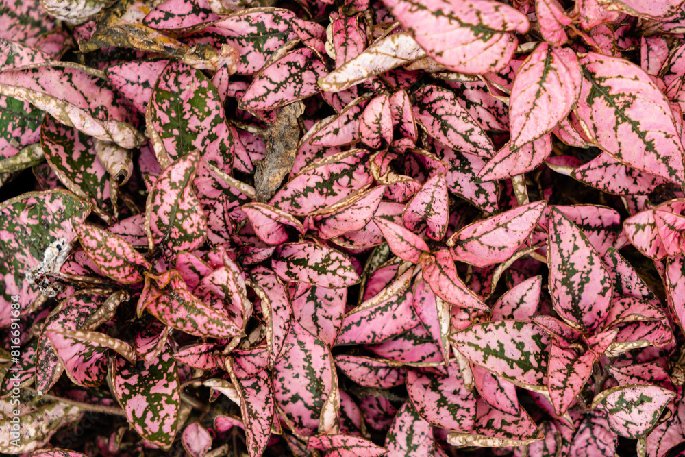 pink leaves plant on the ground pink leaves plant on the ground