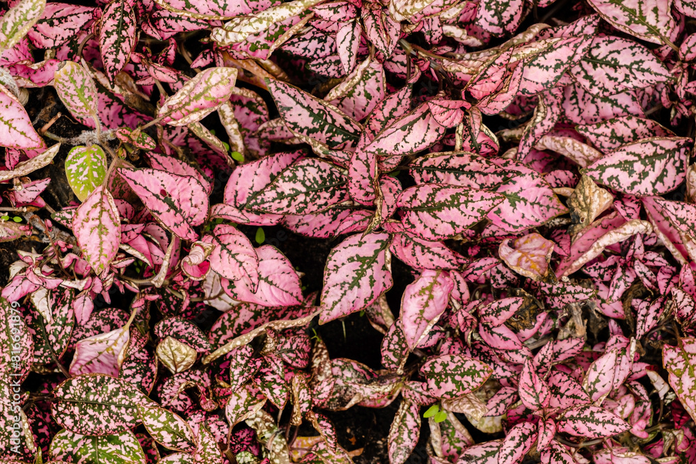 pink leaves plant on the ground pink leaves plant on the ground