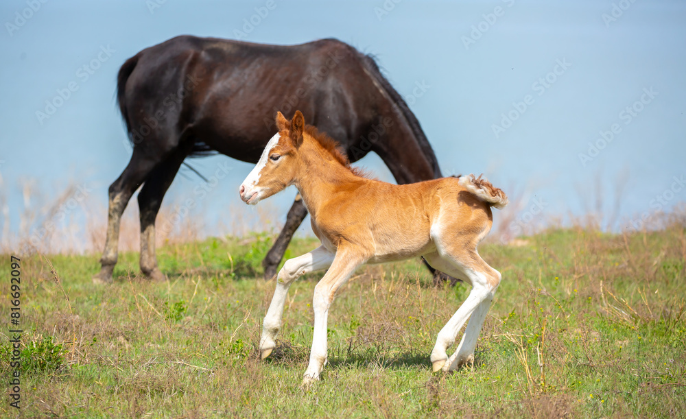 A newborn foal grazes in a meadow, eats grass, walks and frolics. Pregnant horses and foals, livestock breeding concept. A newborn foal grazes in a meadow, eats grass, walks and frolics. Pregnant horses and foals, livestock breeding concept.
