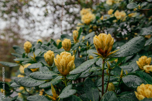 Yellow Rhododendron Buds on Green Bush