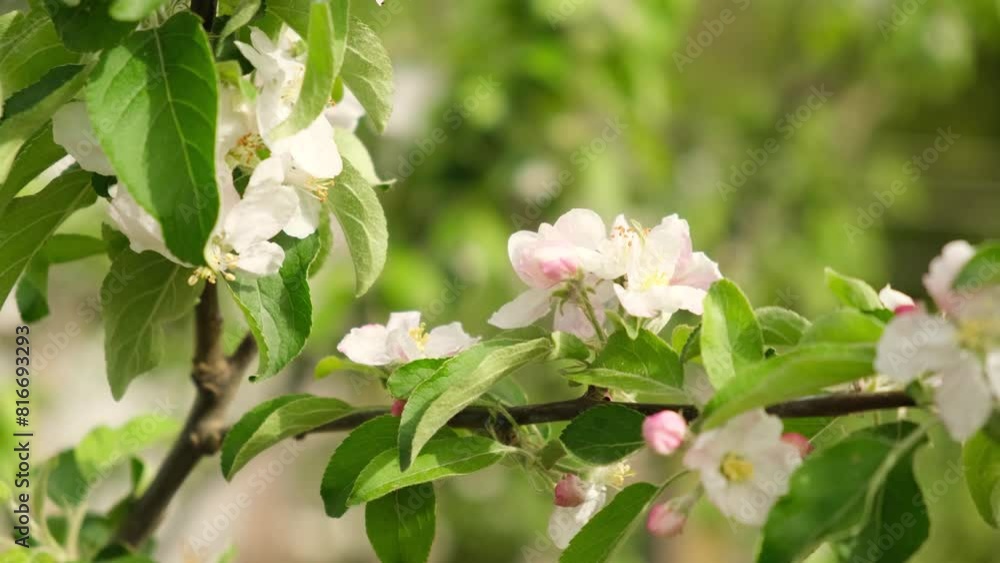 Apple tree blossoms in spring. White flowers on the branches of apple trees. Gardening, growing apples in the USA. Apple tree blossoms in spring. White flowers on the branches of apple trees. Gardening, growing apples in the USA.