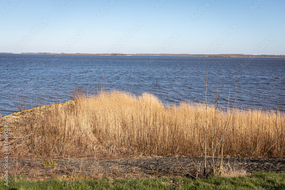 waving reeds on the bank of lake waving reeds on the bank of lake