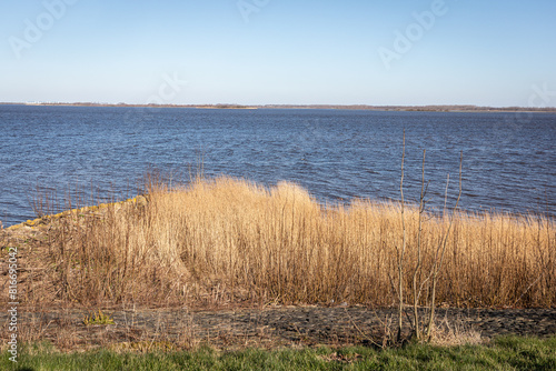 waving reeds on the bank of lake