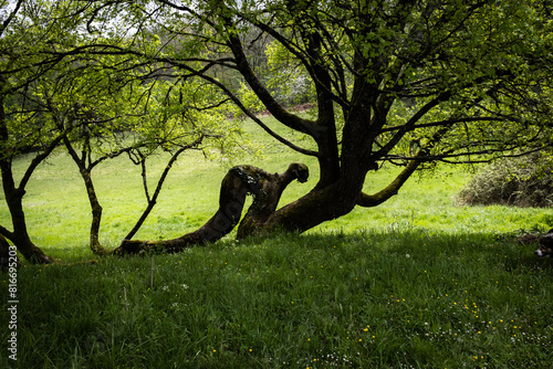 A tree with a trunk like a figure