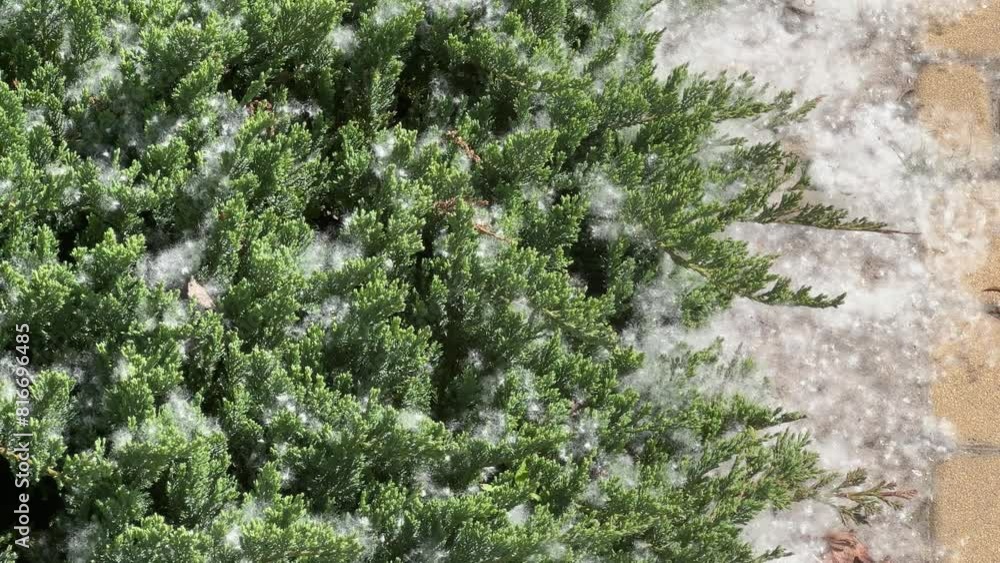 Poplar fluff on juniper bushes next the paved path sunlit Poplar fluff on juniper bushes next the paved path sunlit