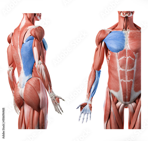 Superficial front arm lines SFAL - teres major, pectoralis major, latissimus dorsi, flexor groupe of the forearm photo