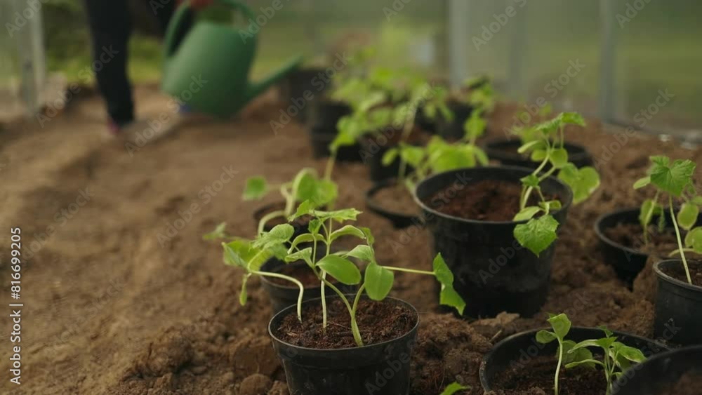 Close-up of the hands of a female gardener with a watering can. Planting and watering cucumber seedlings in the ground. The concept of agriculture and natural harvest. High quality FullHD footage Close-up of the hands of a female gardener with a watering can. Planting and watering cucumber seedlings in the ground. The concept of agriculture and natural harvest. High quality FullHD footage