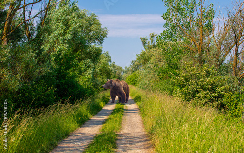 A big brown bear on a dirt road between trees. An Ursus arctos on a lane in the countryside