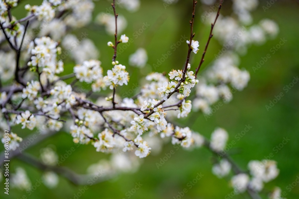 Vibrant branch adorned with fresh white blossoms Vibrant branch adorned with fresh white blossoms